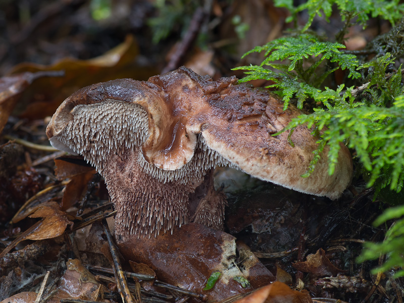 Sarcodon lundellii